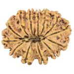 13 Mukhi Rudraksha 29.8mm 4.37gm - Rudraksha back