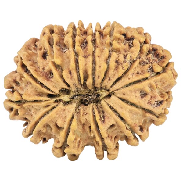 13 Mukhi Rudraksha 29.8mm 4.37gm - Rudraksha back