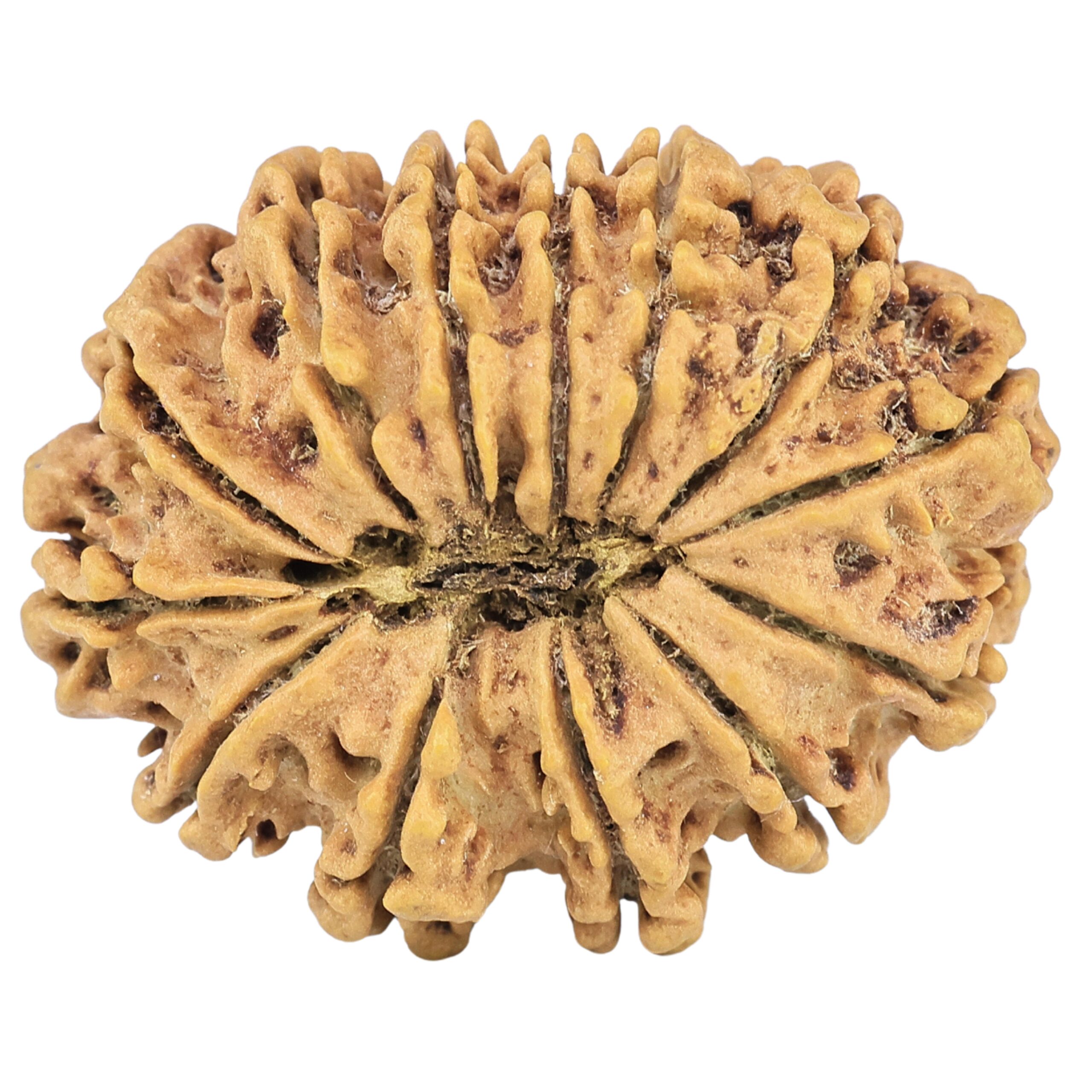 13 Mukhi Rudraksha 29.8mm 4.37gm - Rudraksha back