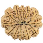 12 Mukhi Rudraksha 34.3mm 8.26gm - Rudraksha back