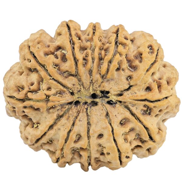 12 Mukhi Rudraksha 34.3mm 8.26gm - Rudraksha back