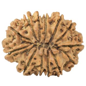 13 Mukhi Rudraksha 31.6mm 6gm - Rudraksha back
