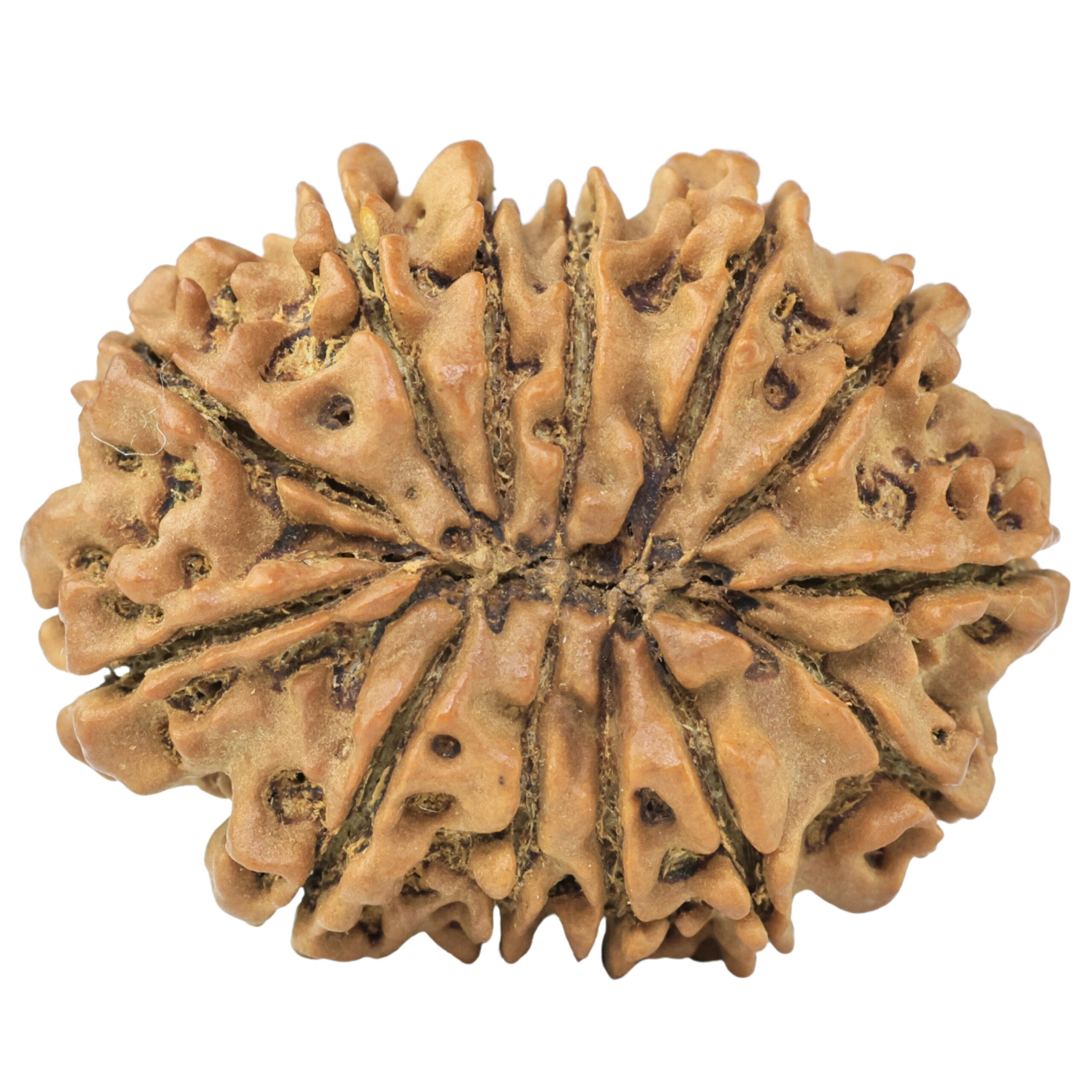 13 Mukhi Rudraksha 31.6mm 6gm - Rudraksha back