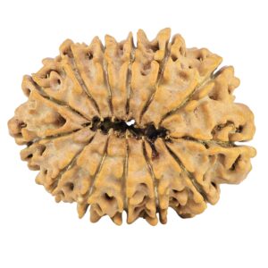 13 Mukhi Rudraksha 30.9mm 5.13gm - Rudraksha back
