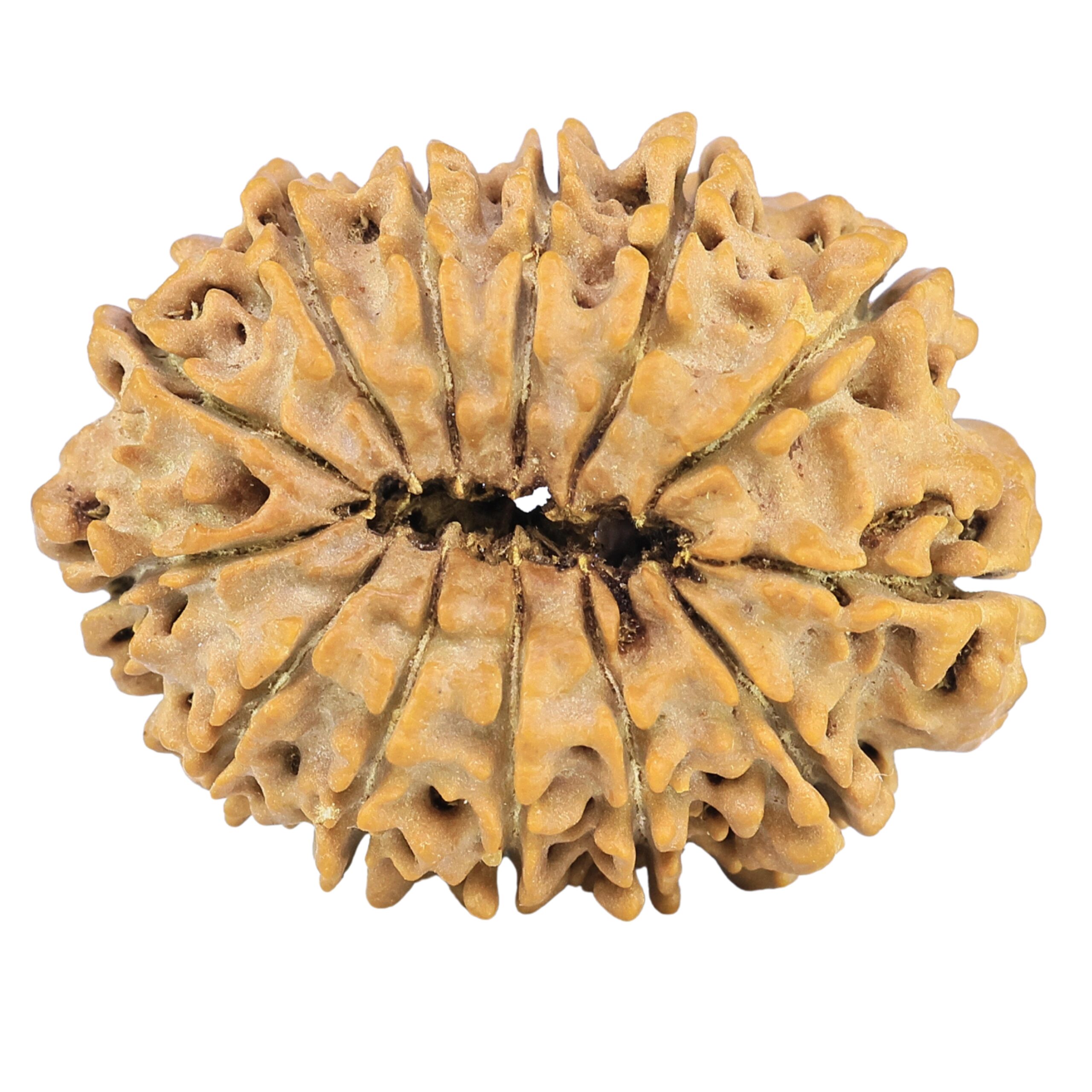 13 Mukhi Rudraksha 30.9mm 5.13gm - Rudraksha back
