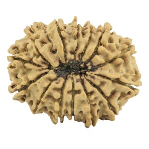 14 Mukhi Rudraksha 27.7mm 3.43gm - Rudraksha back