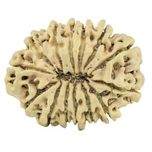 14 Mukhi Rudraksha 29.5mm 4.18gm - Rudraksha back