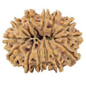 13 Mukhi Rudraksha 32.5mm 7.08gm - Rudraksha back