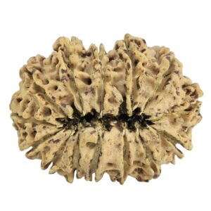 14 Mukhi Rudraksha 31.6mm 4.23gm - Rudraksha back