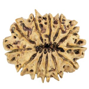 12 Mukhi Rudraksha 29.6mm 4.35gm - Rudraksha back