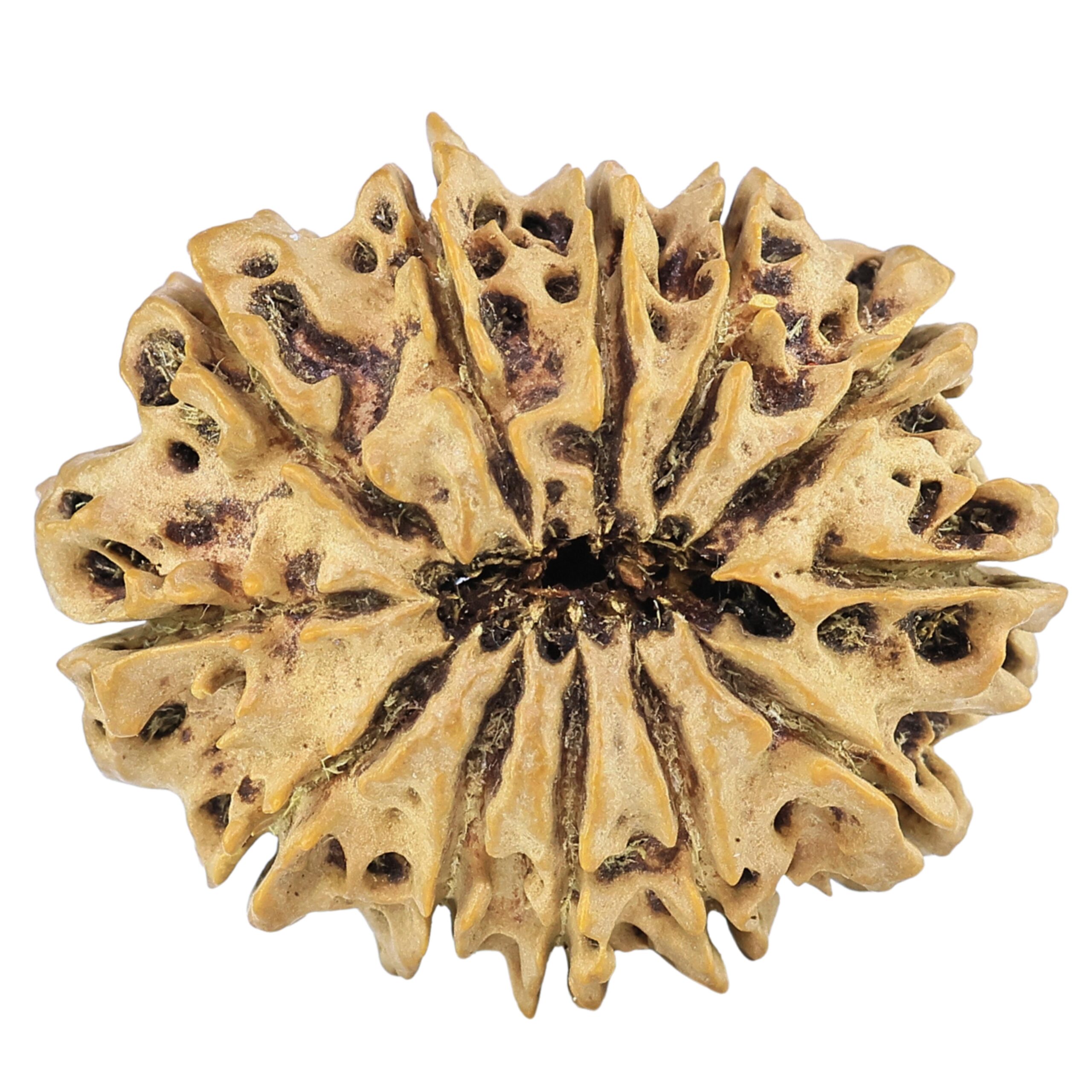 12 Mukhi Rudraksha 29.6mm 4.35gm - Rudraksha back