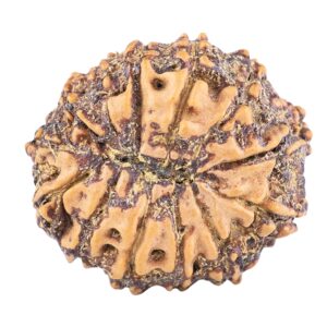 13 Mukhi Rudraksha 22.3mm 3gm - Origin: Nepal - Rudraksha back