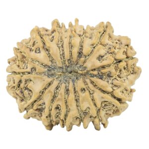 14 Mukhi Rudraksha 29.6mm 4.75gm - Rudraksha back