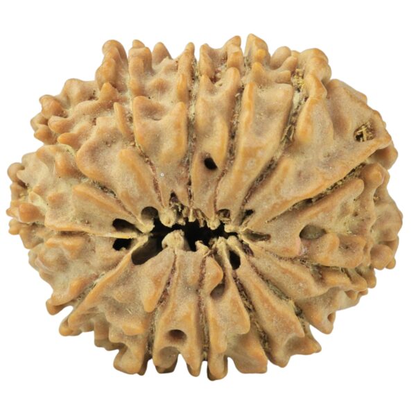 13 Mukhi Rudraksha 25mm 3.68gm - Rudraksha back