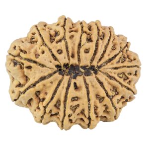 14 Mukhi Rudraksha 34.6mm 8.1gm - Rudraksha back