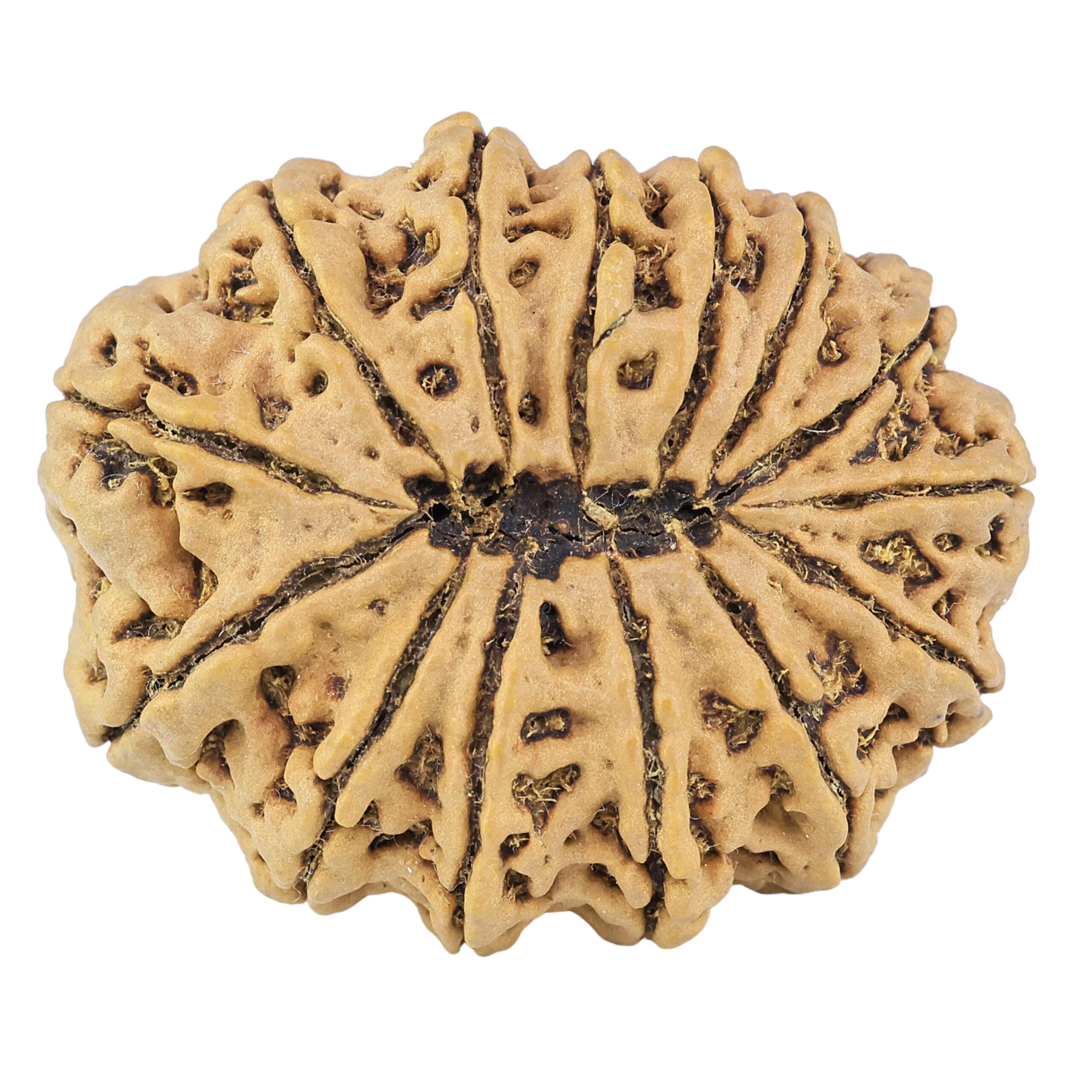 14 Mukhi Rudraksha 34.6mm 8.1gm - Rudraksha back