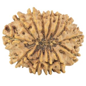 13 Mukhi Rudraksha 31.8mm 5.73gm - Rudraksha back