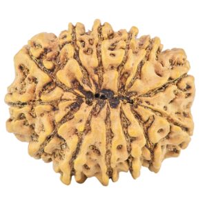 13 Mukhi Rudraksha 31mm 6.16gm - Rudraksha back