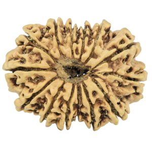 14 Mukhi Rudraksha 31.4mm 3.87gm - Rudraksha back