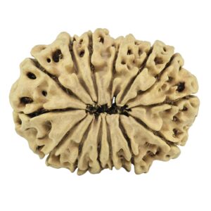14 Mukhi Rudraksha 27.2mm 3gm - Rudraksha back