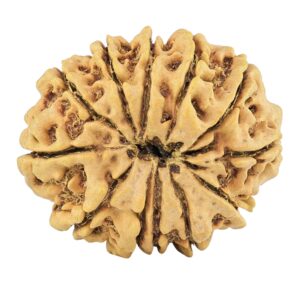 12 Mukhi Rudraksha 29.6mm 5.34gm - Rudraksha back