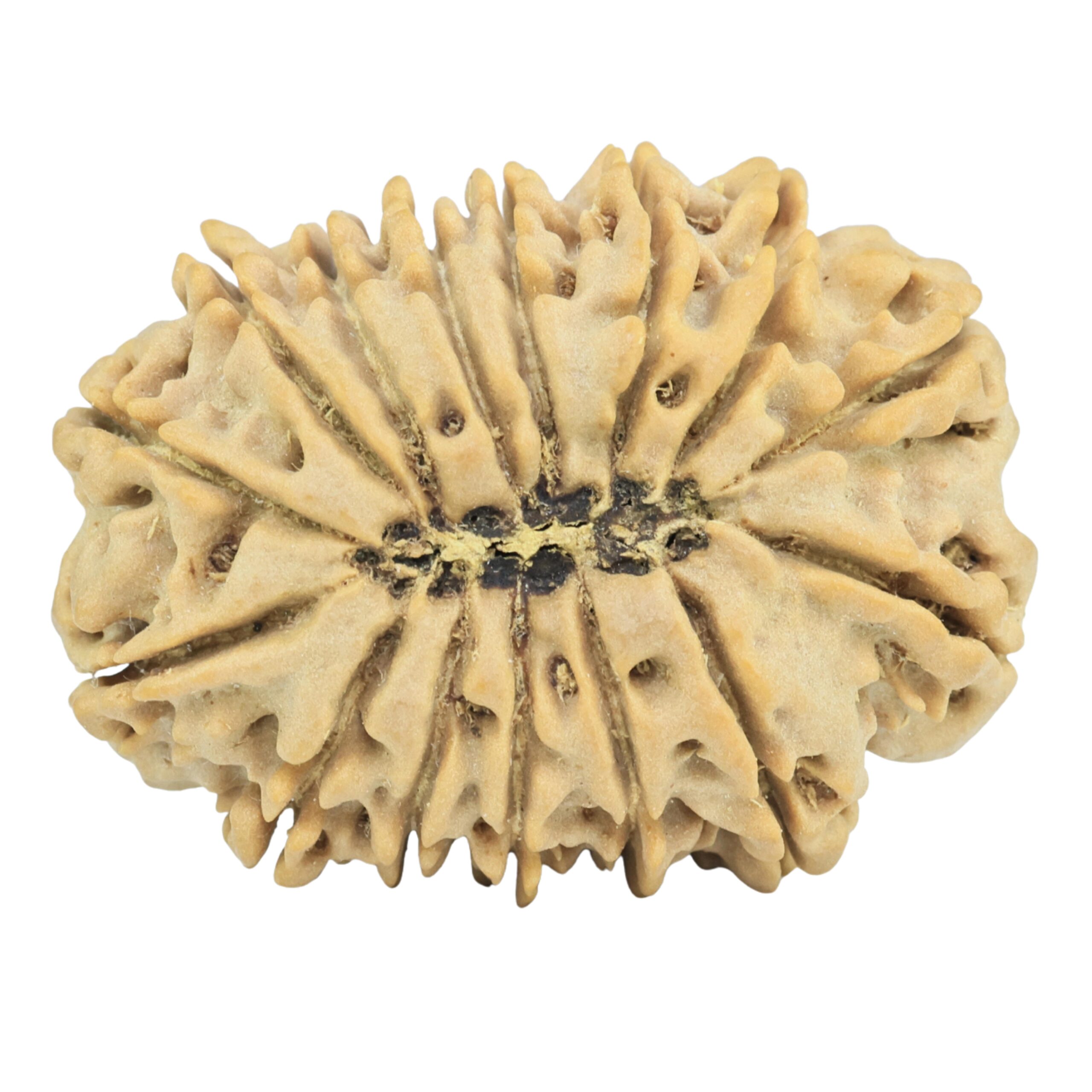 15 Mukhi Rudraksha 34.3mm 8.3gm - Rudraksha back