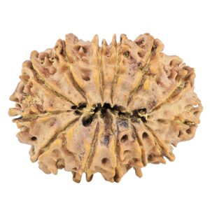 13 Mukhi Rudraksha 33.6mm 5.71gm - Rudraksha back