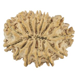 14 Mukhi Rudraksha 26.4mm 3.55gm - Rudraksha back