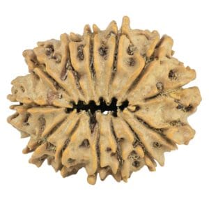 13 Mukhi Rudraksha 29mm 4.33gm - Rudraksha back