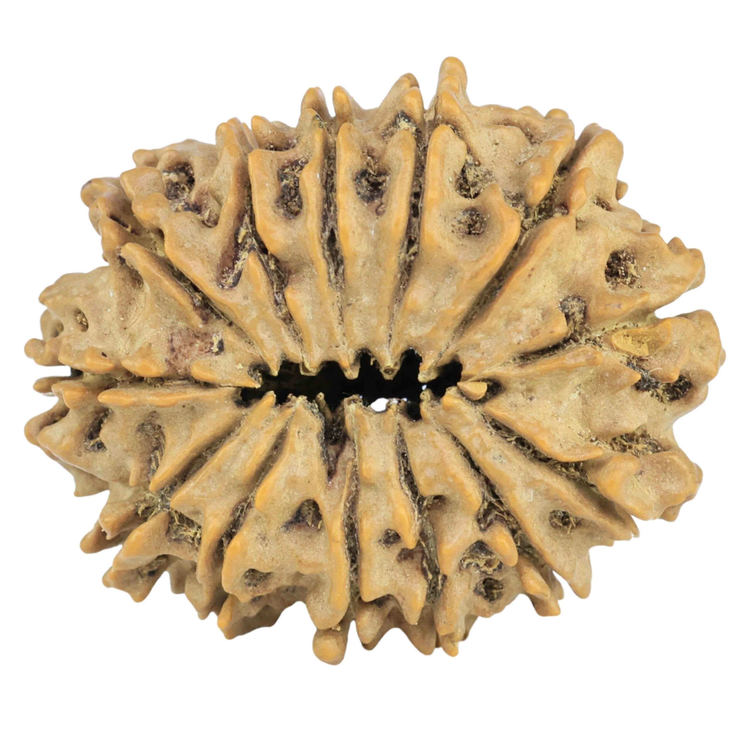 13 Mukhi Rudraksha 29mm 4.33gm - Rudraksha back
