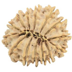 14 Mukhi Rudraksha 30.4mm 5gm - Rudraksha back