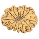 13 Mukhi Rudraksha 34.1mm 6.15gm - Rudraksha back