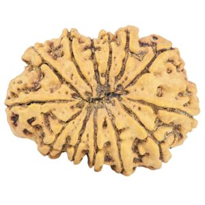 13 Mukhi Rudraksha 34.1mm 6.15gm - Rudraksha back