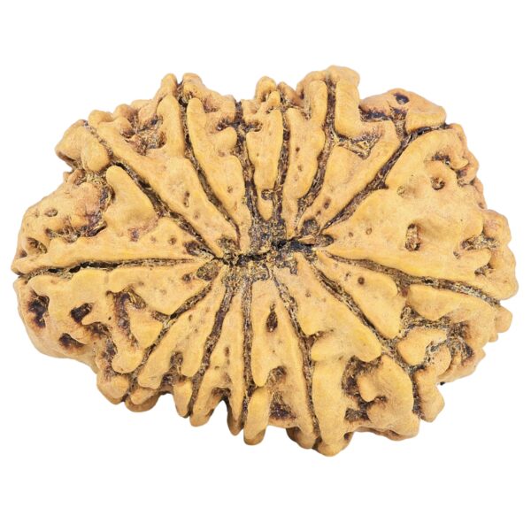 13 Mukhi Rudraksha 34.1mm 6.15gm - Rudraksha back
