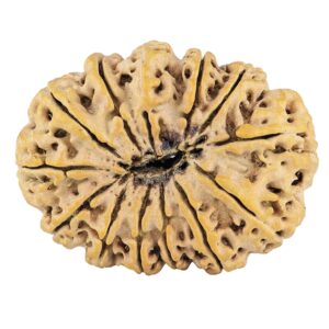 13 Mukhi Rudraksha 32mm 5.07gm - Rudraksha back