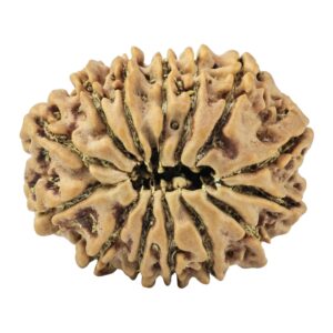 14 Mukhi Rudraksha 24mm 3gm - Rudraksha back