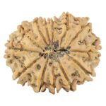 13 Mukhi Rudraksha 30.7mm 6.12gm - Rudraksha back