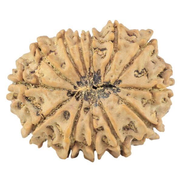 13 Mukhi Rudraksha 30.7mm 6.12gm - Rudraksha back