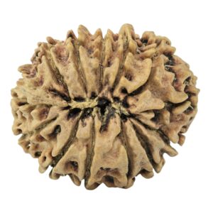 13 Mukhi Rudraksha 24.8mm 2.86gm - Rudraksha back