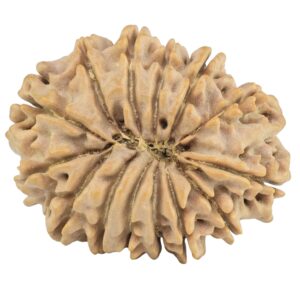 14 Mukhi Rudraksha 30.1mm 5.27gm - Rudraksha back