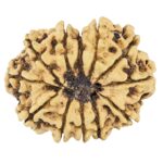 12 Mukhi Rudraksha 33.2mm 4.91gm - Rudraksha back