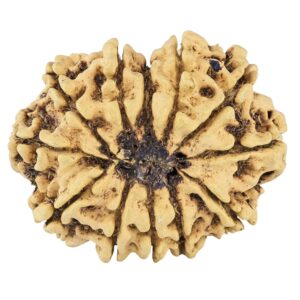 12 Mukhi Rudraksha 33.2mm 4.91gm - Rudraksha back