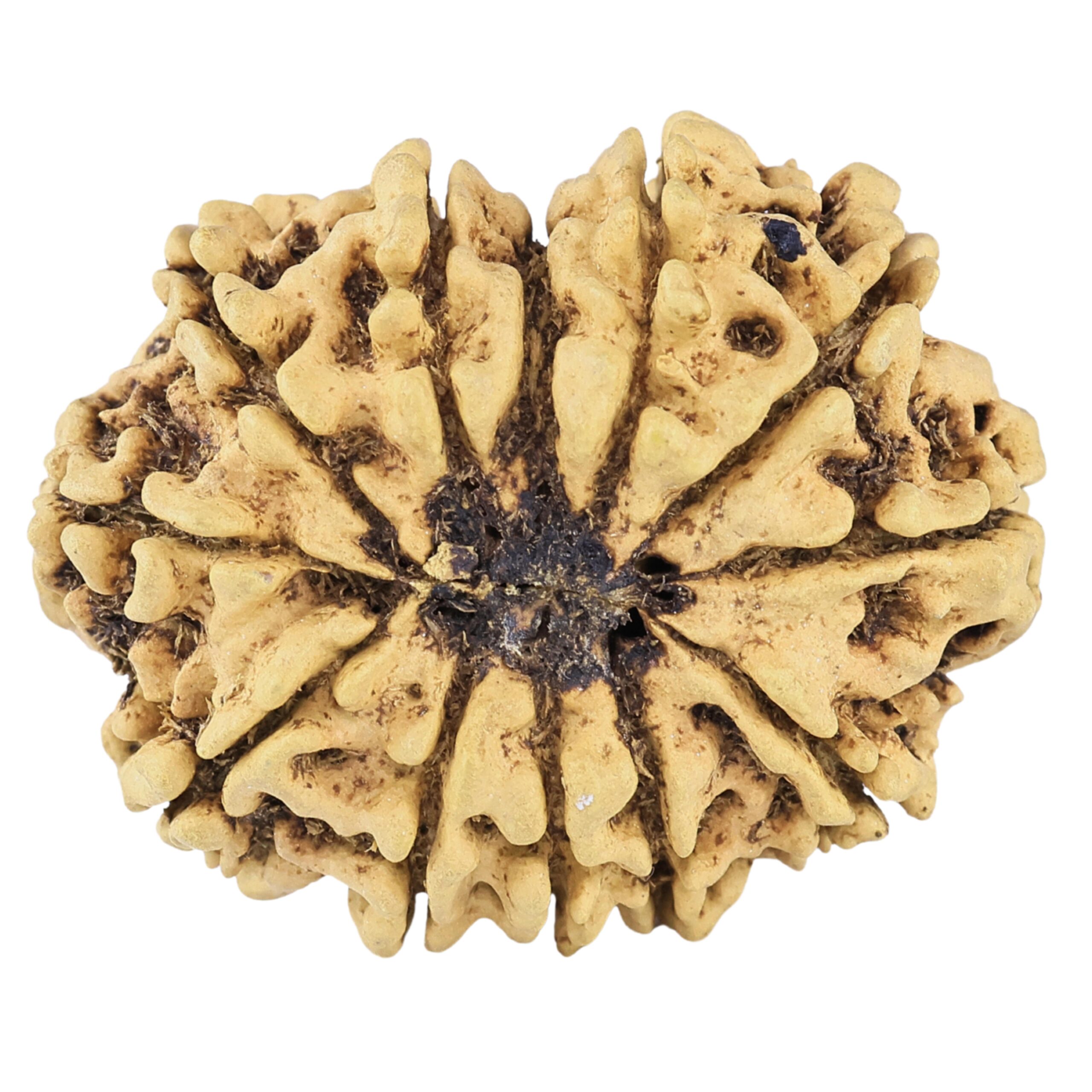 12 Mukhi Rudraksha 33.2mm 4.91gm - Rudraksha back