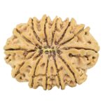 13 Mukhi Rudraksha 34.2mm 7.87gm - Rudraksha back