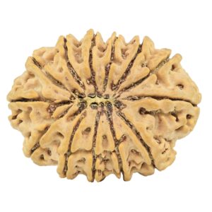 13 Mukhi Rudraksha 34.2mm 7.87gm - Rudraksha back