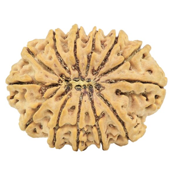 13 Mukhi Rudraksha 34.2mm 7.87gm - Rudraksha back