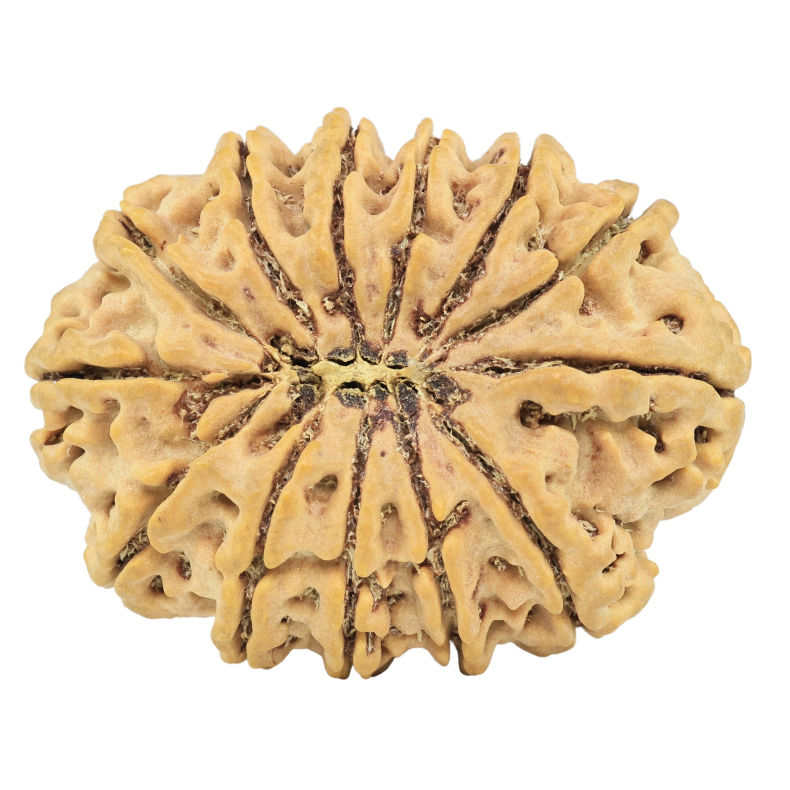 13 Mukhi Rudraksha 34.2mm 7.87gm - Rudraksha back