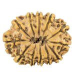 12 Mukhi Rudraksha 28.9mm 4.55gm - Rudraksha back