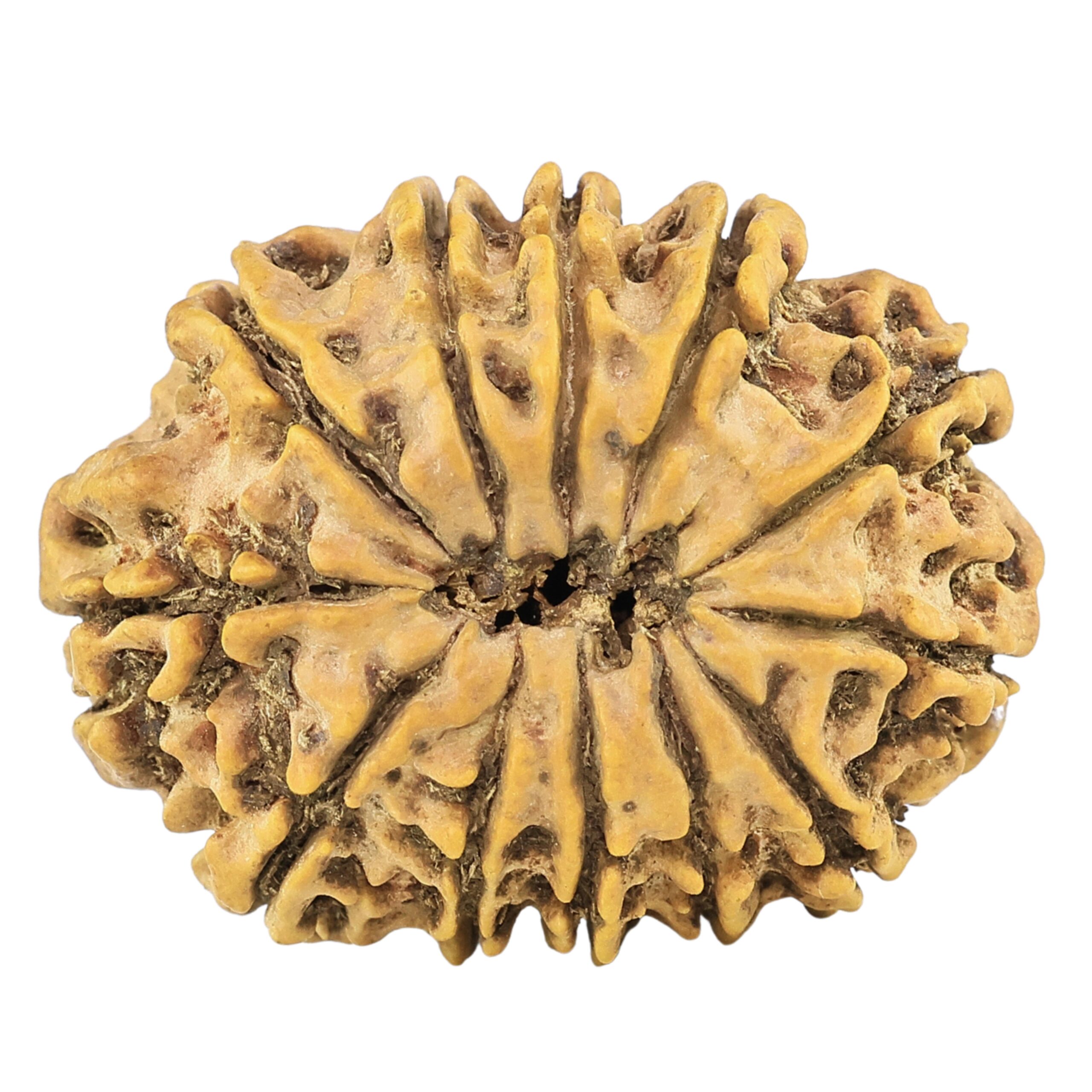 12 Mukhi Rudraksha 28.9mm 4.55gm - Rudraksha back