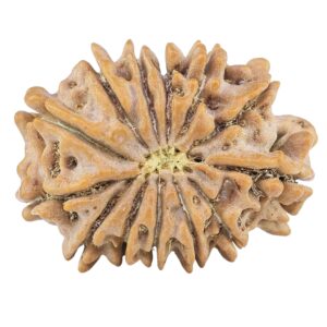 13 Mukhi Rudraksha 22.4mm 2.45gm - Rudraksha back